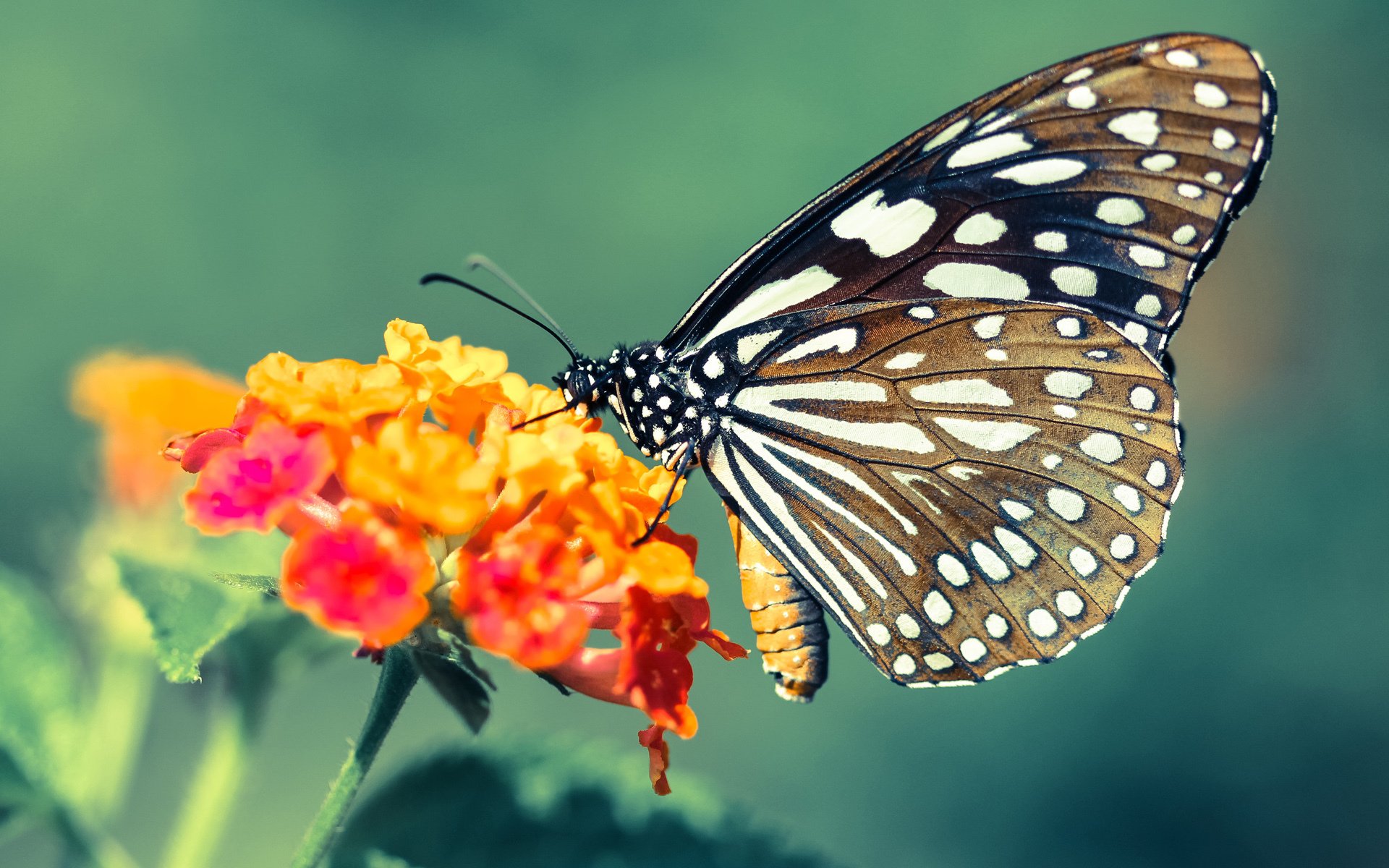战场上的逆转诗篇,陈雨菲惊艳羽翼下的韩国队逆袭