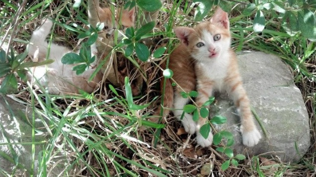 末节狂飙18分！郭艾伦王者归来，辽宁力克深圳拒逆转