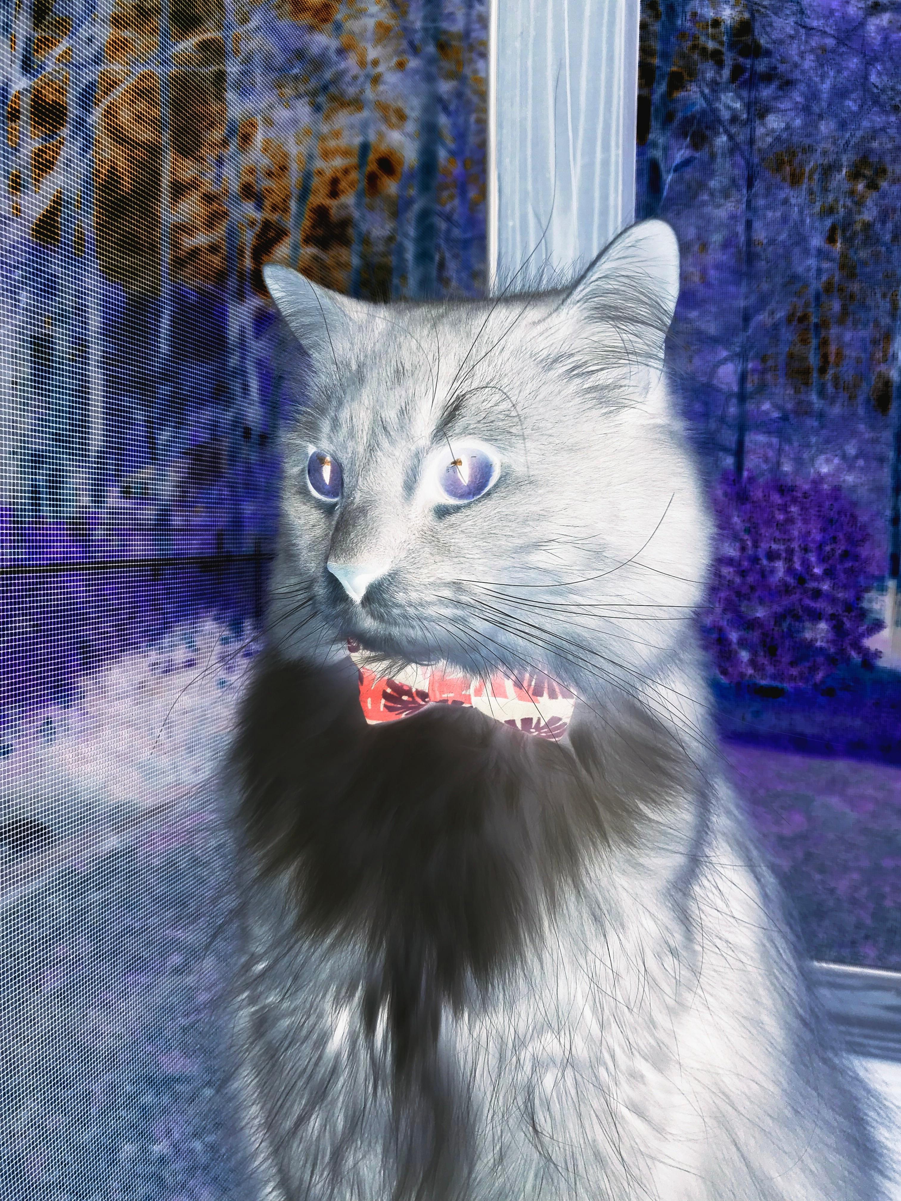 闪耀刀锋，决胜街道，布伦森致命超车封神之夜