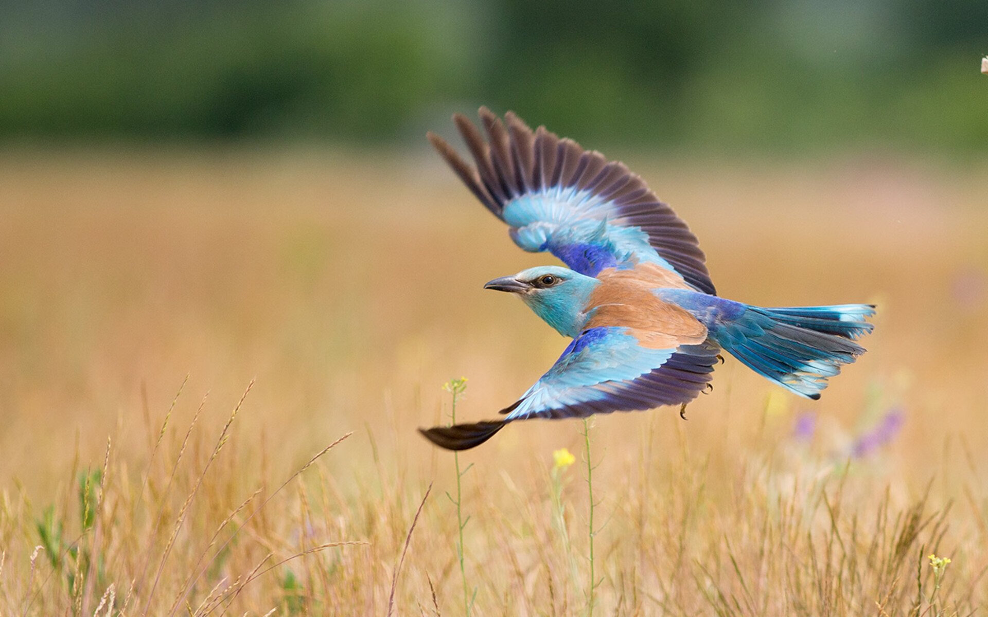 戈贝尔的全球征途,从吉林队血拼76人到美加墨世界杯接管比赛