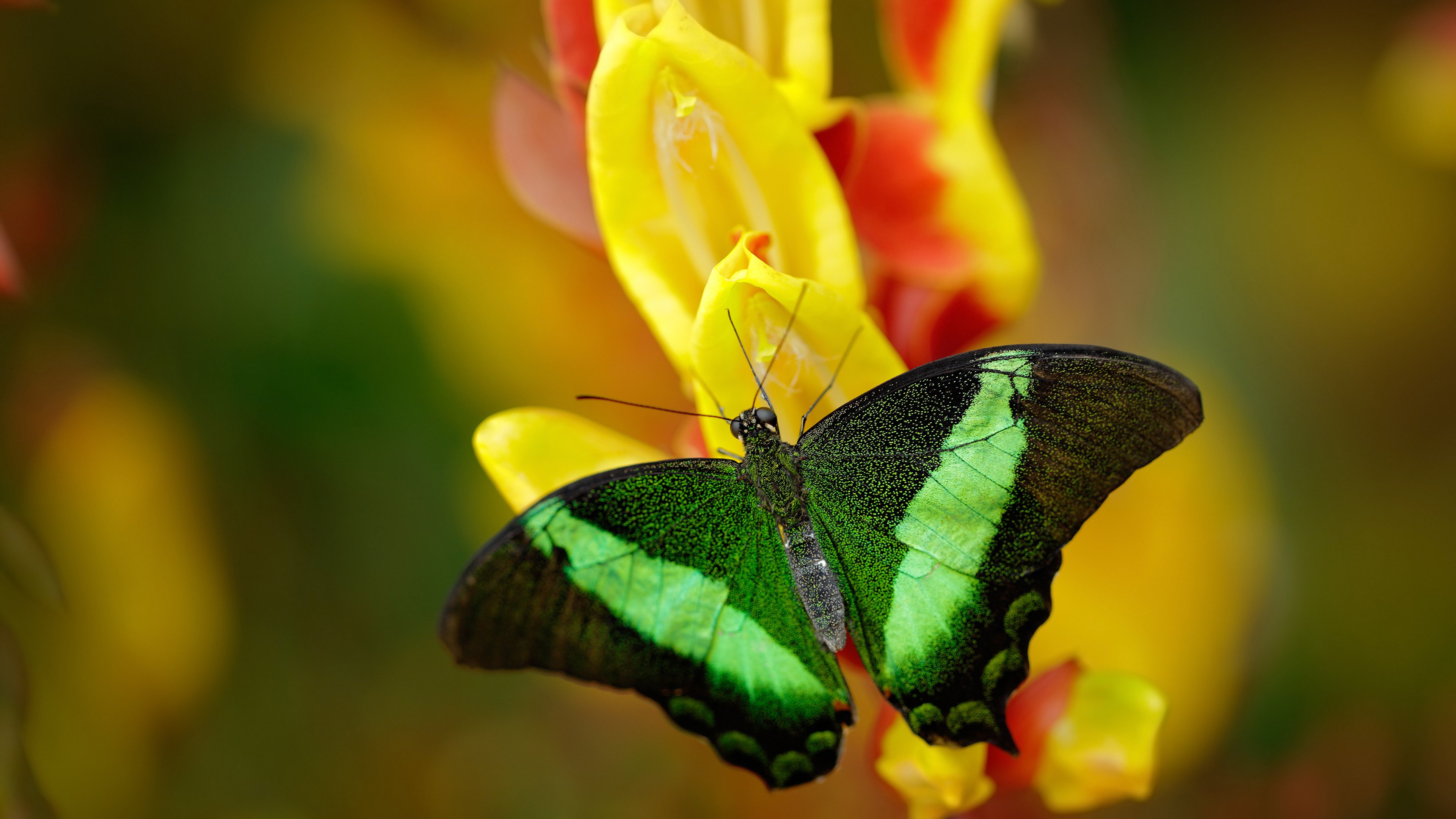 秩序与突刺，罗德里如何凿穿英格兰最后的防线神话
