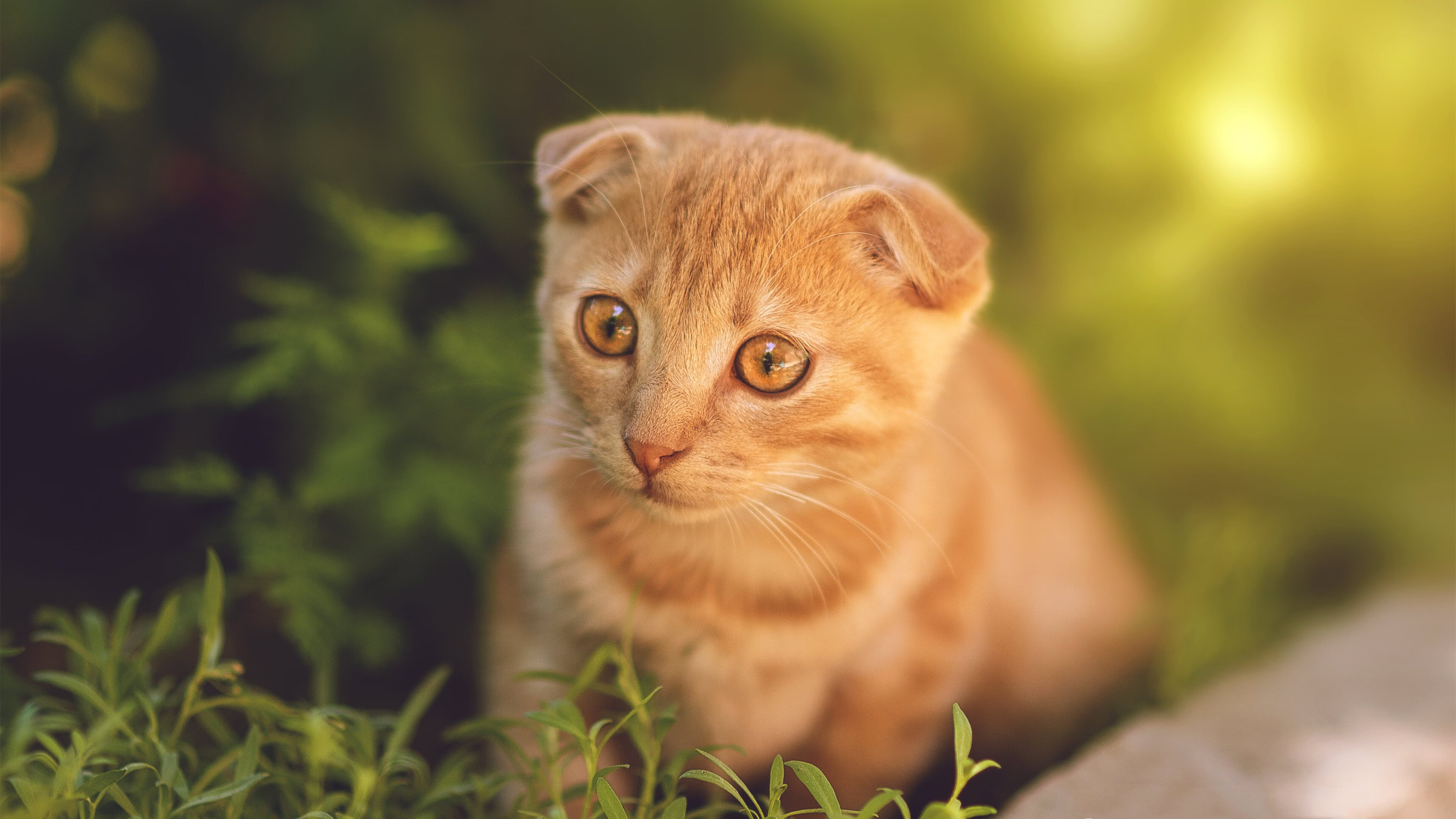 墙的对话，当文艺复兴之城遭遇钢铁洪流，少年跨越的不只是里程碑