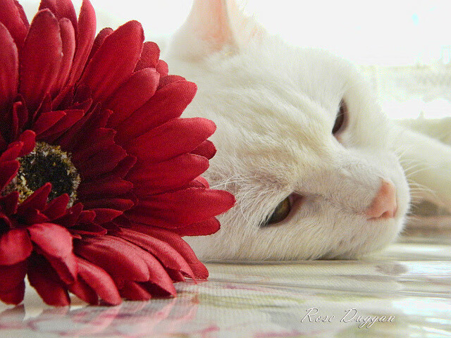 门线、月光与28号球衣，当斯通斯在平行时空险胜了智利