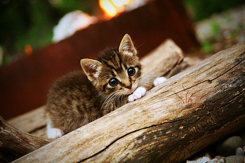 蛮族入侵的序章，当浓眉在勇士心脏插上致命一矛