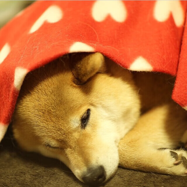 跨越边界的传奇，当多特蒙德铁蹄遇上斯通斯之剑