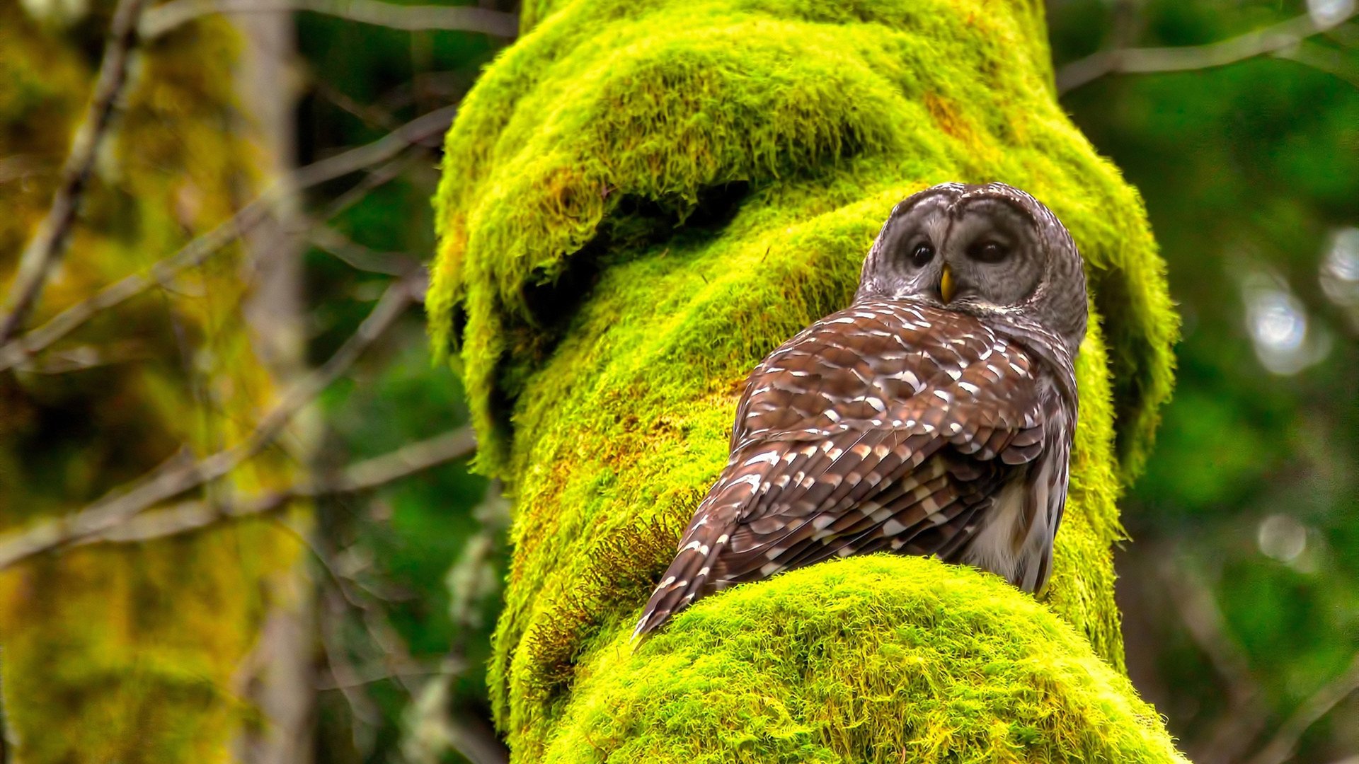 橙衣军团的叹息墙，当范戴克的冠军级表现撞上多特蒙德的整体魔法