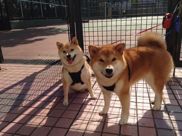 终场哨前第361秒，奥亚尔萨瓦尔如何用一脚弧线重写国家队的基因密码