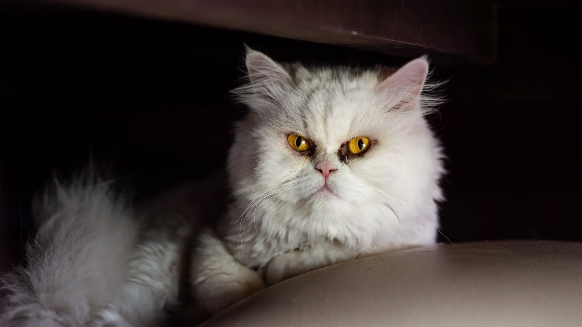 数据核爆！戈麦斯一役封神，阿尔及利亚逆转澳大利亚背后的数学奇迹