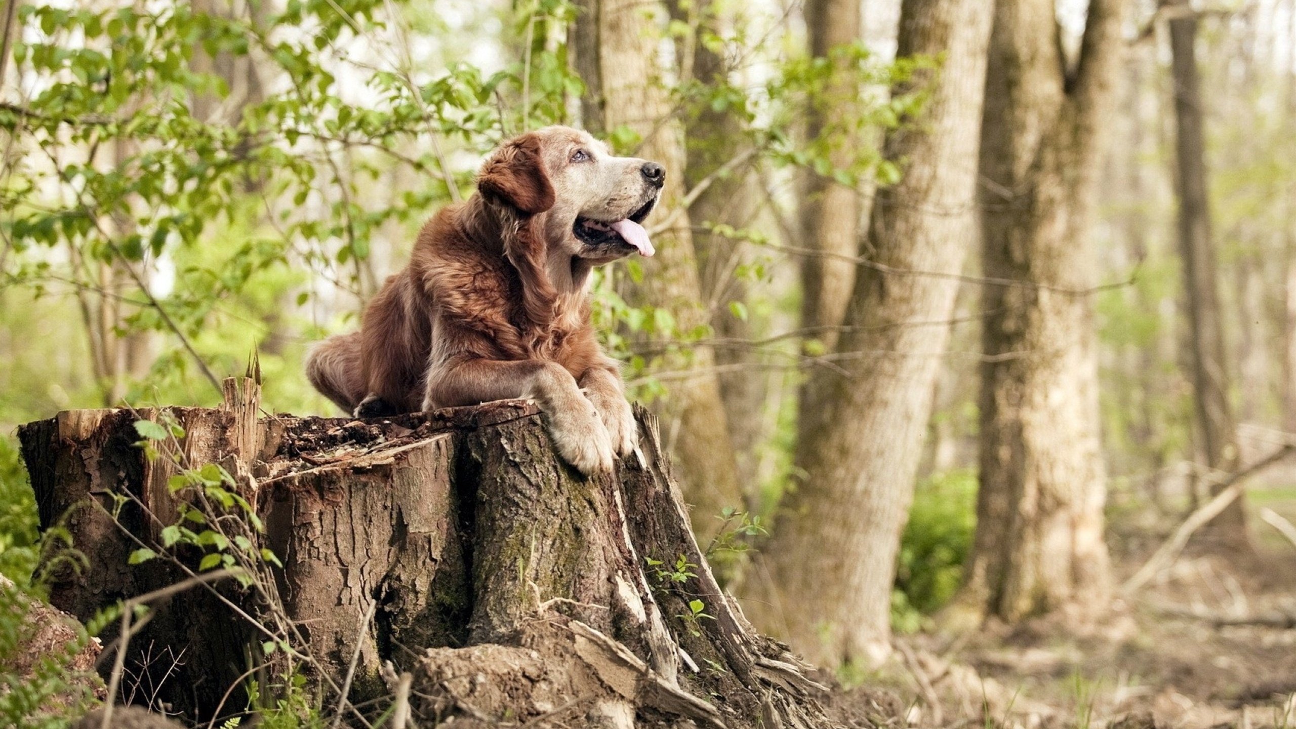 绿茵与黄沙的对决，当拉齐奥的鹰终结埃及法老之梦，德布劳内证明关键先生从不手软
