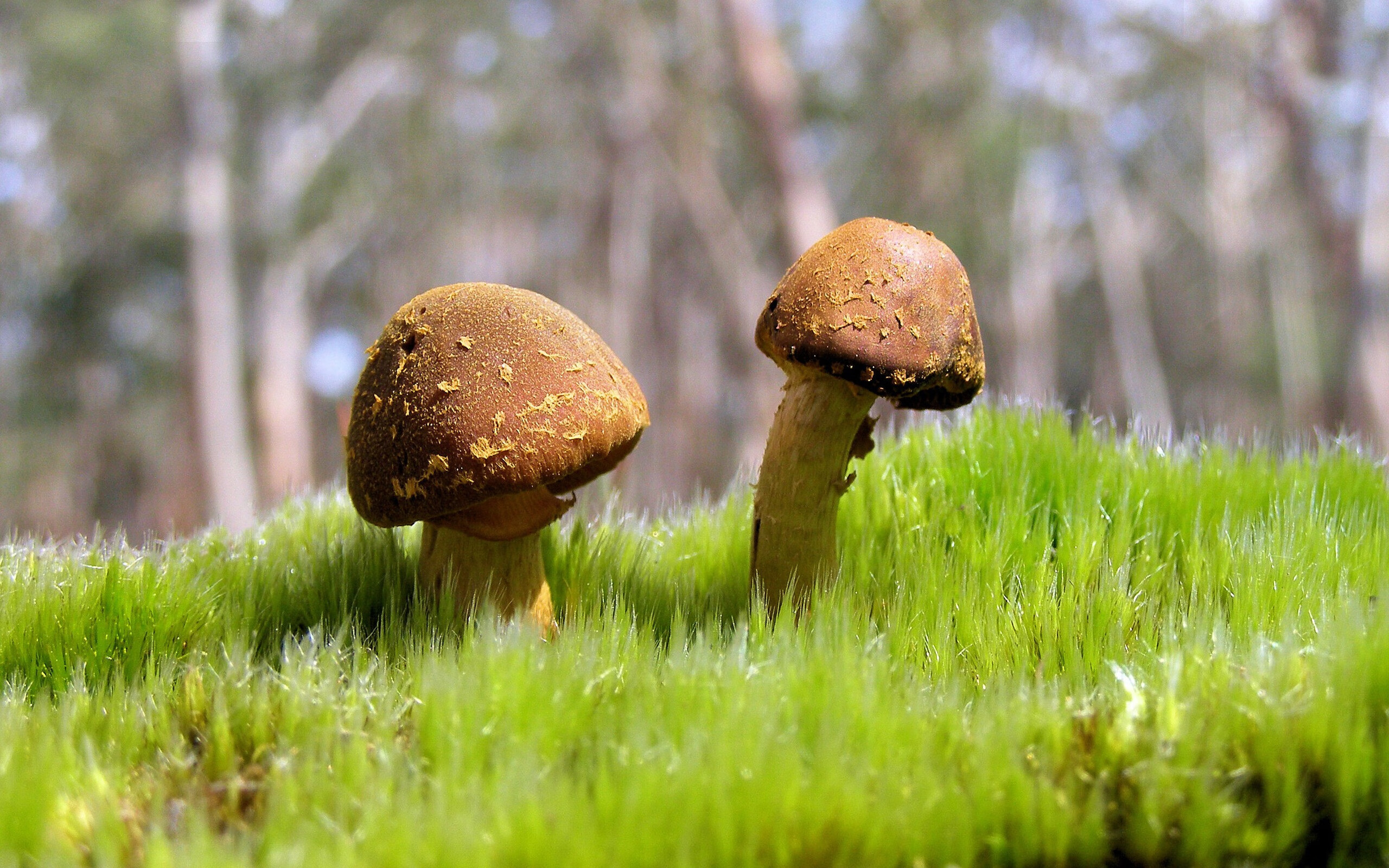 宿命与本能，威尔士冰点决胜与萨内热流接管